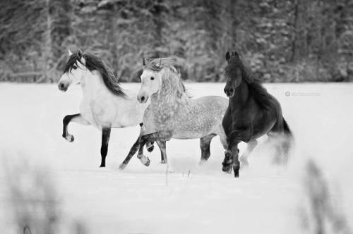 scarlettjane22: * Three Kings *PRE stallions Fundador SB &amp; SelectoFriesian stallion Hayco. E