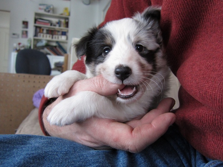 awwww-cute:Our new puppy! Last Saturday we drove near Edmonton (nearer Gwynne, Alberta)