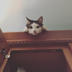 duchesscloverly: My cat likes to jump up onto the top of my cabinets to watch me make my tea.