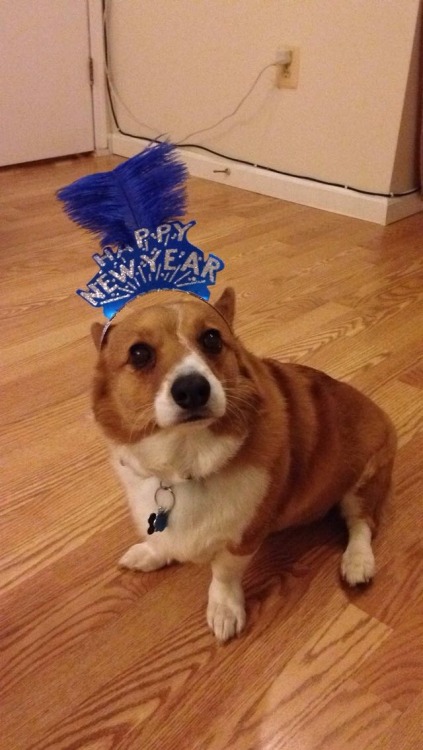 corgiaddict - Happy New Year from Happy! - ) Submitted by...