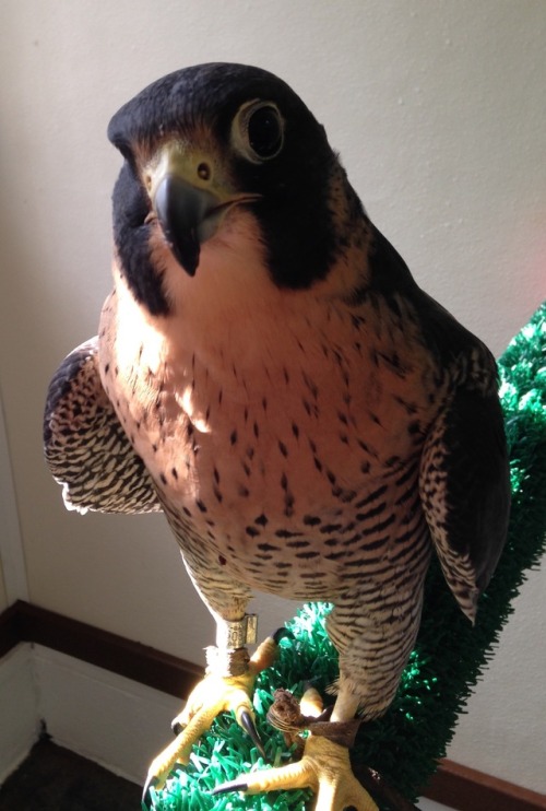 I have really fallen hard for this amazing bird at work! Princess Leia is a peregrine with only one 