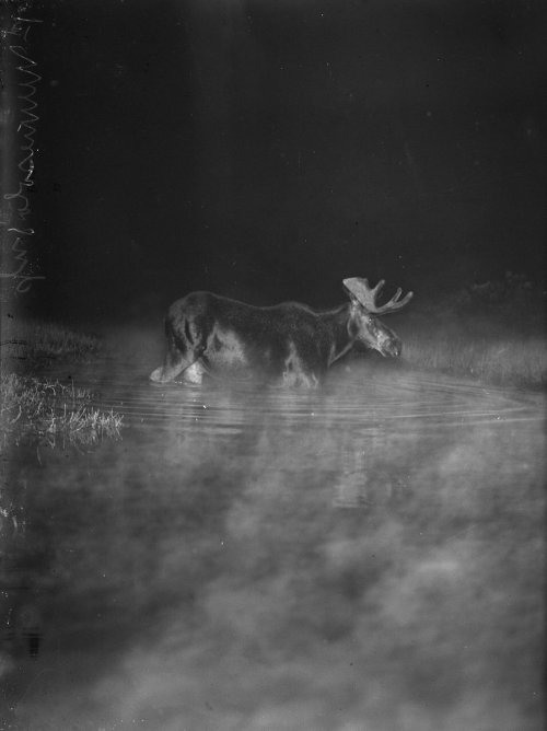 National Geographic, 1906 (photography by George Shiras III).Meet Grandfather Flash, the Pioneer of 