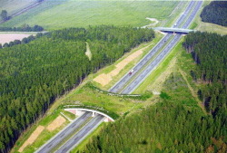 drumrbaxj:  sixpenceee:  The following are examples of wildlife crossing or structures that allow animals to cross human-made barriers safely.   Fuck those are gorgeous.