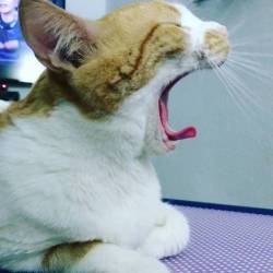 judeartwork:#cats #cat #instacat #instacats #catsofinstagram #gato #gatos #instagato #pet #pets #petsofinstagram #instapet #instapets #cute #kawaii #kitten #yawn