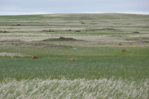 Badlands National Park is one of my favorites. 