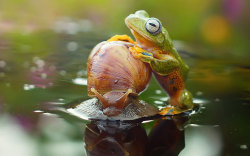 Harfian Herdi  witnessed a lethargic Japanese tree frog hitching a ride on the world’s slowest taxi, a snail travelling at 0.03 mph, in a lake in his back garden in West Borneo, Indonesia. Picture: Caters(via Animal pictures of the week: 24th April