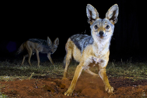 opisthokonta:  (via 500px / Photo “Startled” by Tim Allen) A pair of black-backed jackals at night. Tsavo, Kenya