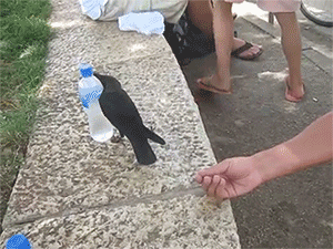 thesassylorax:kittensceilidh:ornithologia:forest-kitten:sizvideos:  Watch it in video Follow us on Tumblr  SWEET BBY I LOVE CROWS SO MUCH  CROW  it understood there was water in there…and exactly how to get the water out….it just couldn’t do it