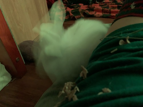 Proof My 4lb Rabbit Is Fuckin Possessed
