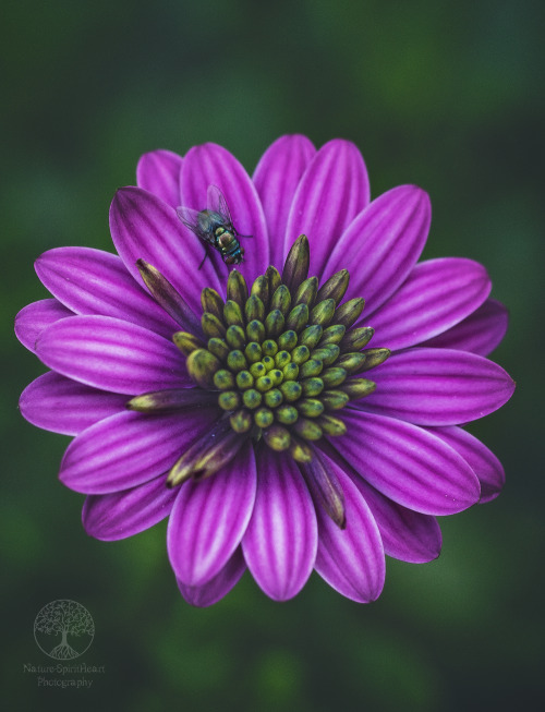 Fly Photo Bomb! by NatureSpiritHeart Photography