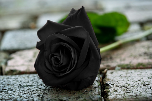 black rose