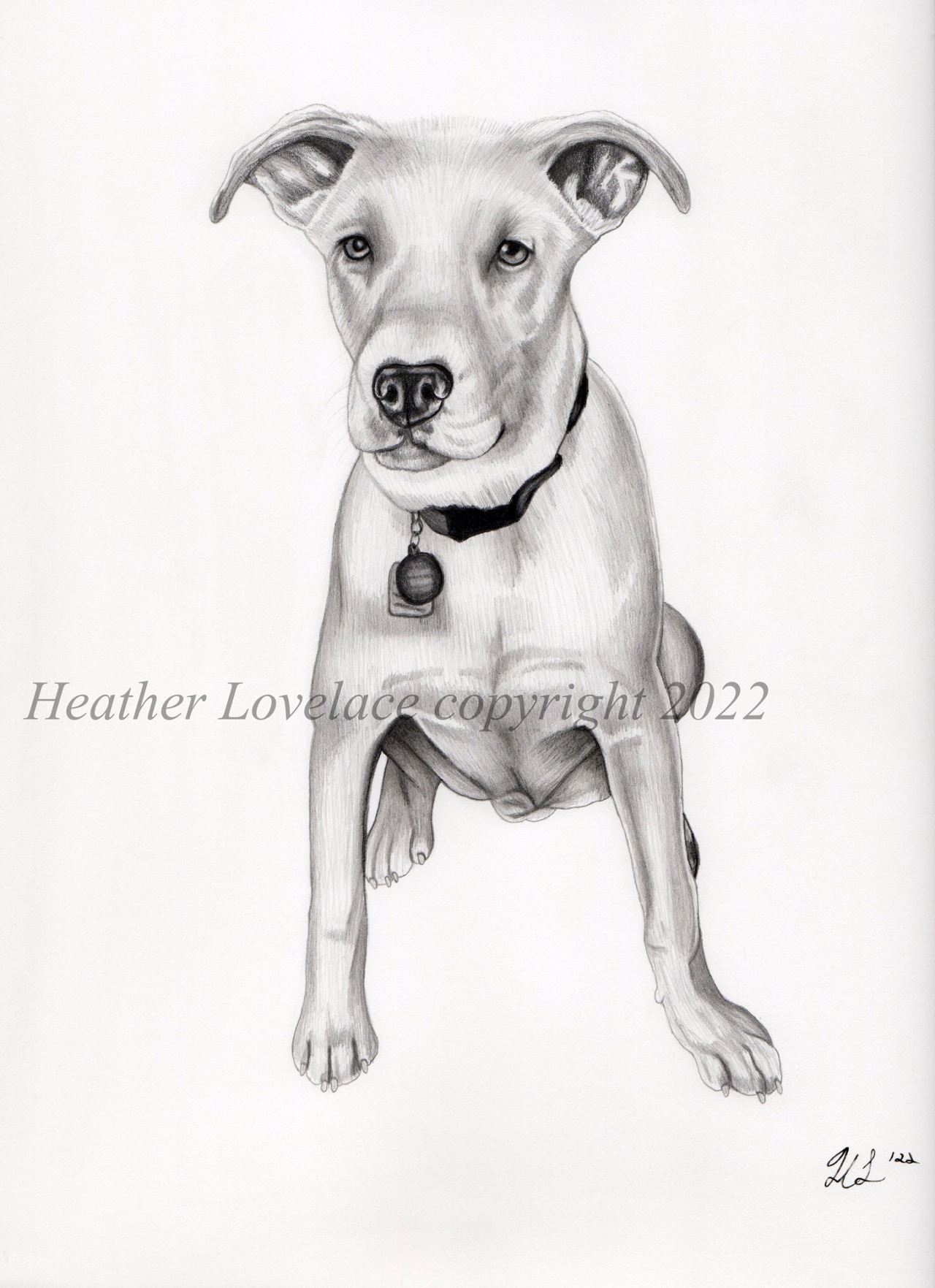 A commissioned memorial portrait of a Hangin Tree Cow Dog named Wally who sadly passed away to cancer at only 7 months old last year. Staedtler Mars Lumograph pencils used on 9″X12″ Strathmore paper. #hangin tree cow dog #herding dog#herding breed#dog#canine#pets#animal#pet portrait#commission#Dog Art#dog drawing#Dog portrait#Pet Memorial