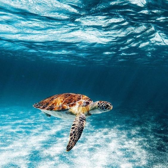 aww-so-pretty:Turtles are life