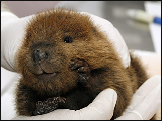 merindab:Have some baby beaver pictures