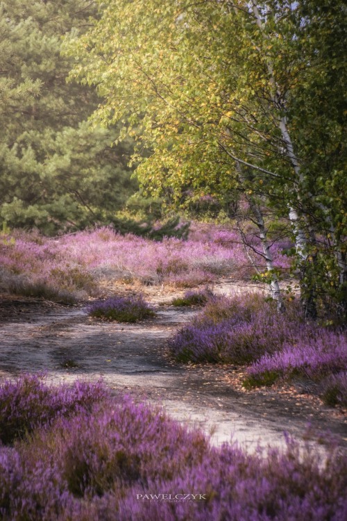 blog-bellle