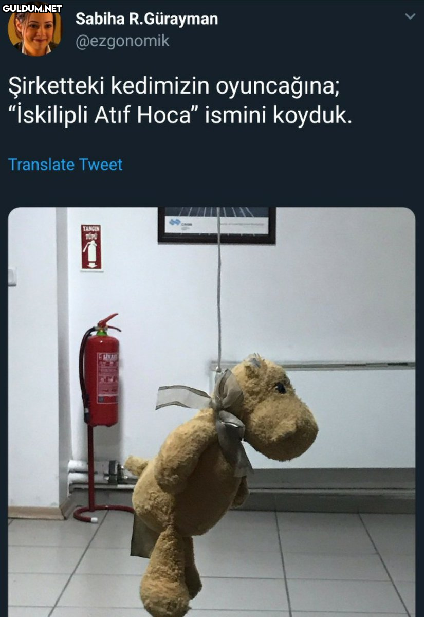 Şirketteki kedimizin...