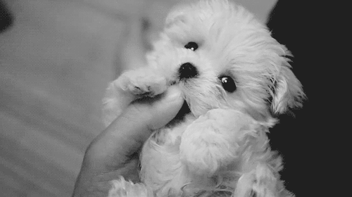 thegingerjesusandfiveidiots: This is too adorable. 