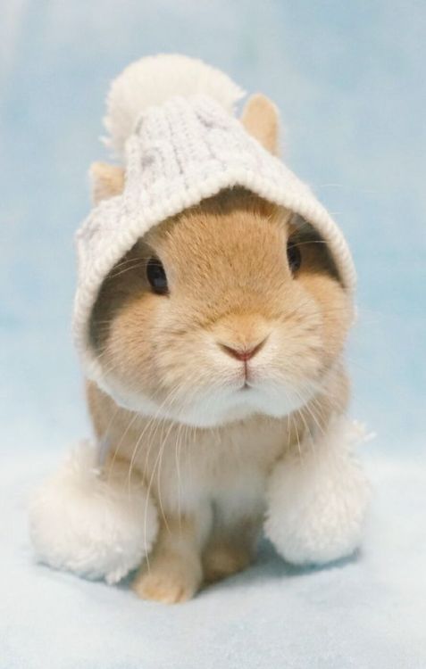 boyishcutie:bunny!