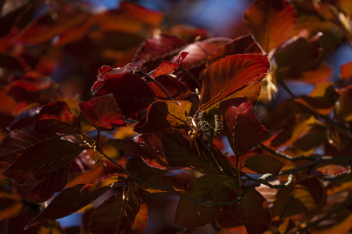 leaves of the copper beech (Fagus sylvatica f. purpurea)