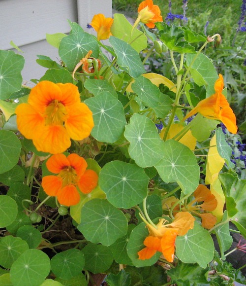 Nasturtiums bravely blooming on.