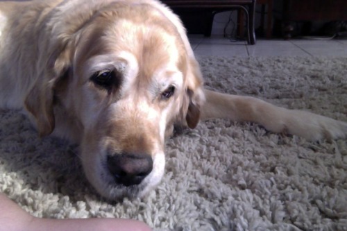 Ok i swear im gonna post art soon but first look at my dog