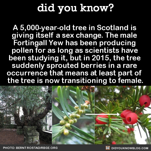 patrickat:thefingerfuckingfemalefury:thepunksink:did-you-kno:A 5,000-year-old tree in Scotland is gi