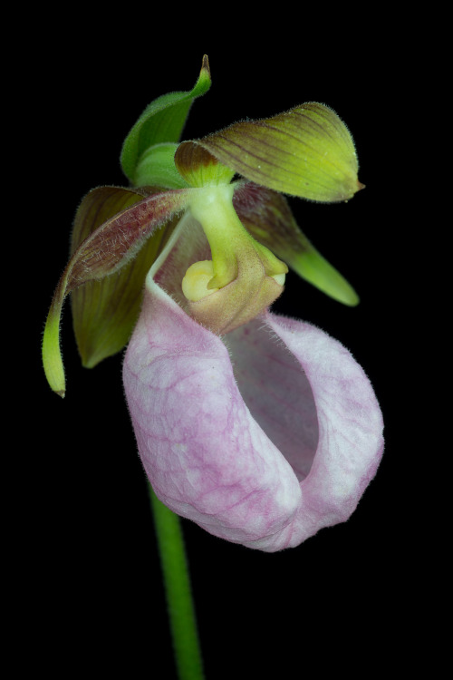 Cypripedium acaule, the pink lady slipper orchid, is native to the eastern United States where it ca