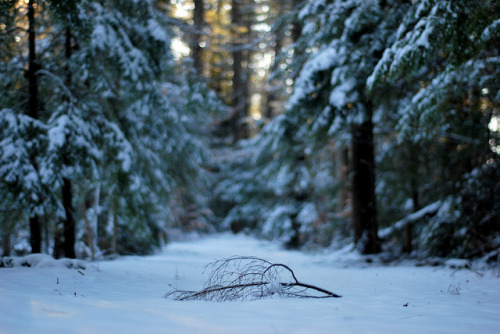 winter trail by thisemily on Flickr.