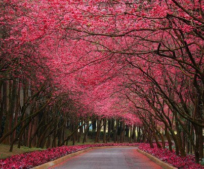 Porn Pics pricelessjewel:  Cherry Blossom Lane, Taiwan