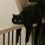 plutoniancat