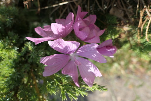 Cosmos bipinnatus— garden cosmos a.k.a. Mexican aster