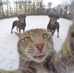photoshop-battles:  Photoshop Battles: Cat taking a selfie with best friends. | credits 