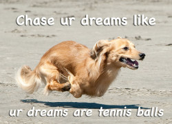 scumbleboo:  queen-trash-mouth:  buzzfeed:  13 Motivational Dog Posters That Will Really Make You Reflect On Life  @dontcallmeashlynn  ok hear me out though, more like sometimes there is mud and mom cant stop me mud MUDDDD muuuuud 