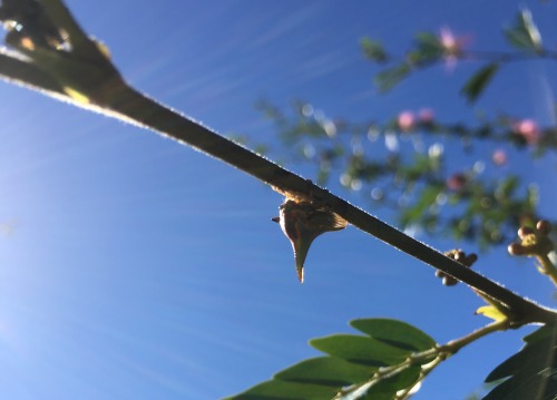 Powder puff tree (Calliandra haematocephala) with thorn bugs (Umbonia crassicornis)I was taken aback