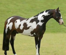 niknak79:   A horse with a “horse” written