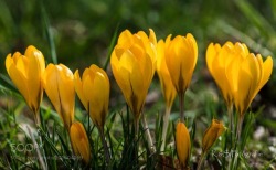 euph0r14:Spring is in the air… | by Silvia_Grosshanten