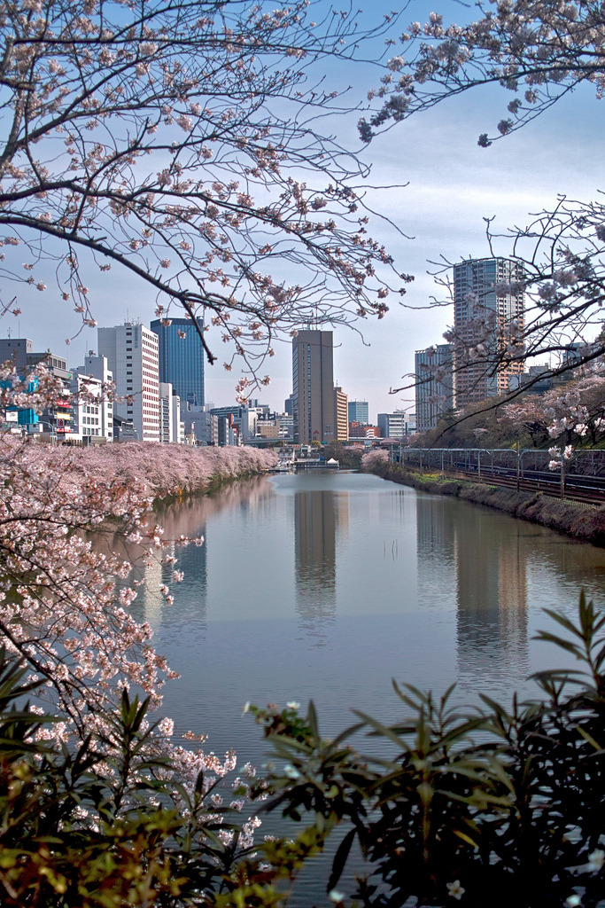 sumusumumuriku:  (2010 Tokyo Spring by shinichiro*) 