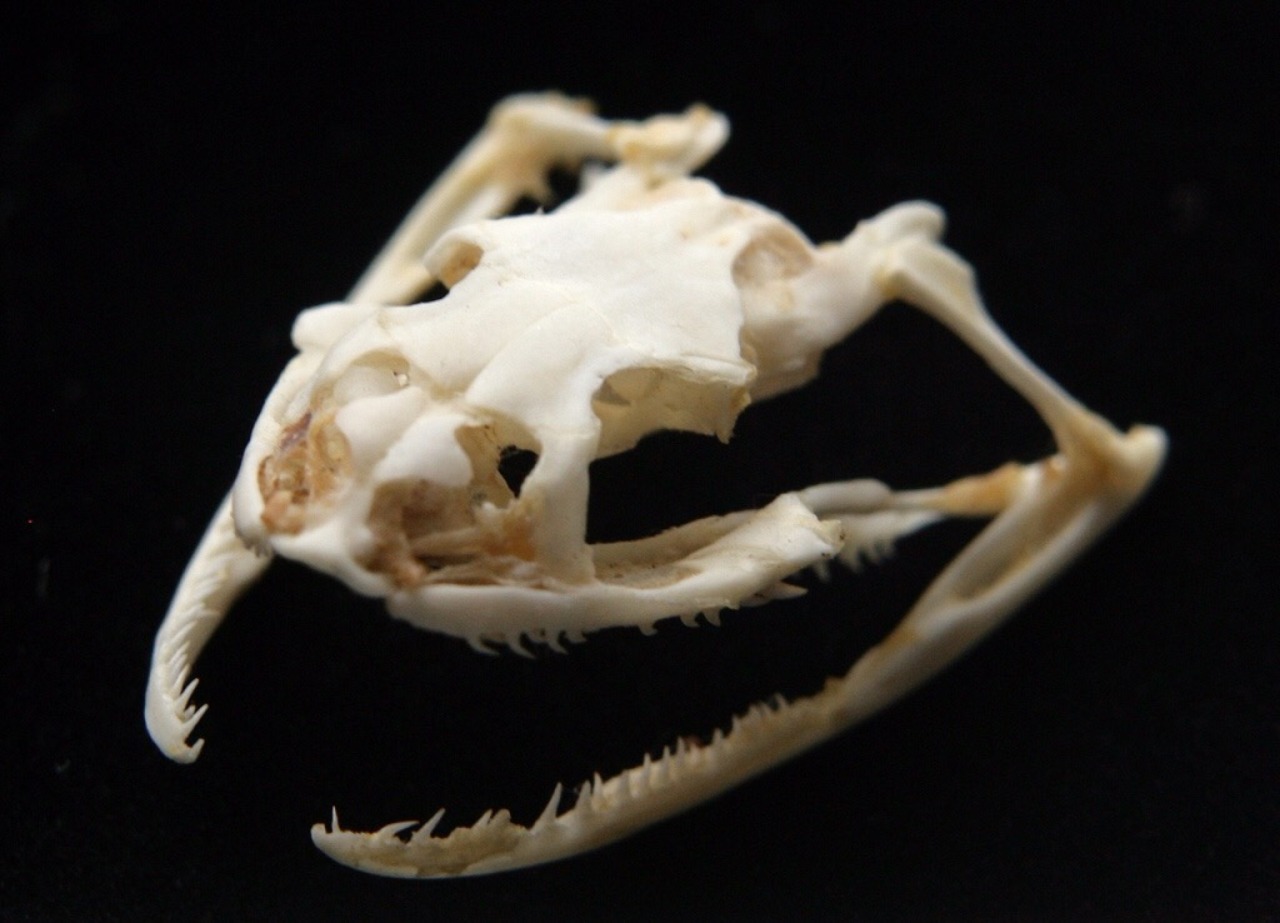 potentiallytmblr:  magypsyparty:  Ok but, Gaster Blasters are snake skulls. Snakes