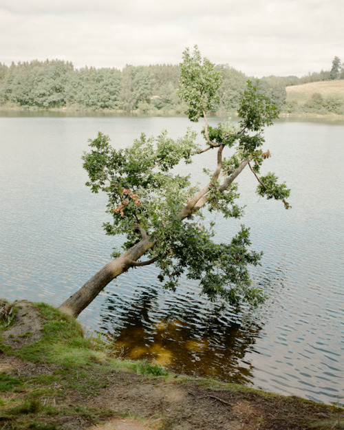matthieulitt: Oblique Tree