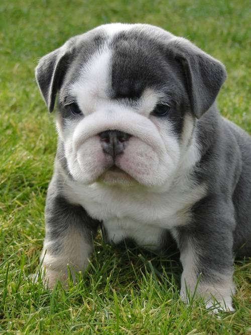 blue mini bulldog. 