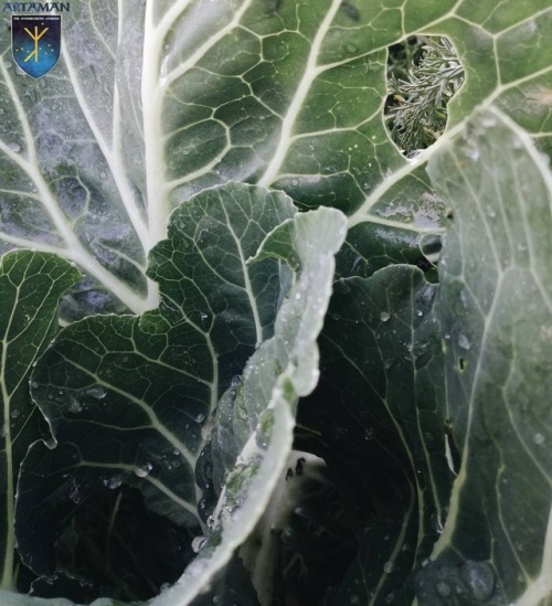 See that bug bite on our cabbage? That is nature’s certification stamp.;) Our food is safe to 