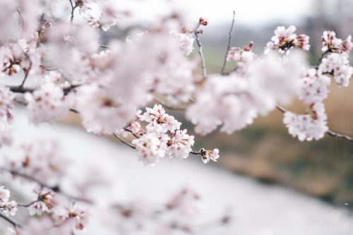 takashiyasui:  Kyoto in spring