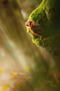 10bullets:  Barn owl by Michal Jirouš