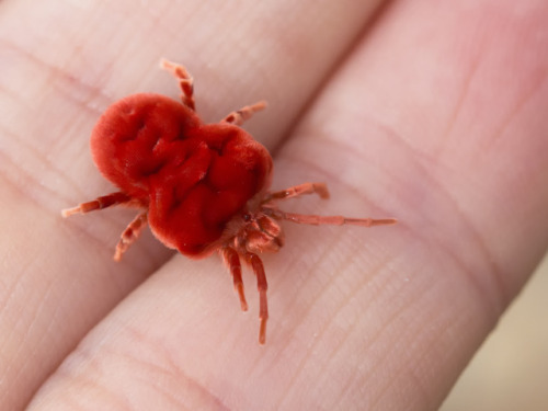 textless:After one of the first heavy rains of the season, hundreds of these large, fancy red velvet