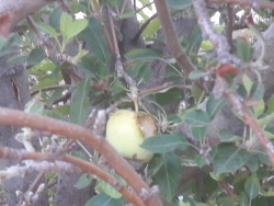 A new mystery: what&rsquo;s been eating the apples still on the tree?