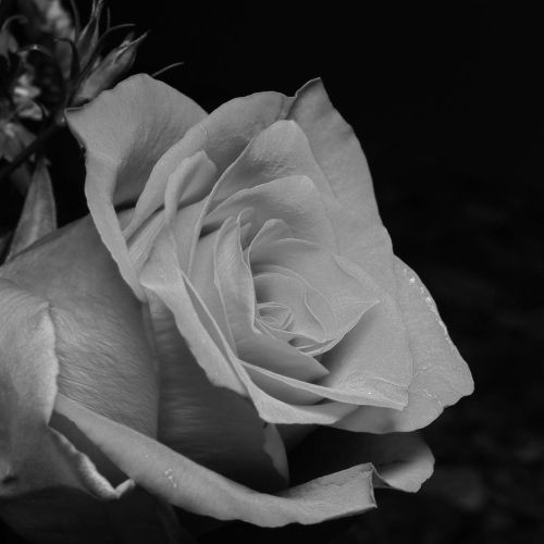 Day 125 of 365 - Red Rose in Black & White #rose #blackandwhitephotography #bnw #bnwmood #macrop
