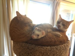 Ferrets Love Cats~ &Amp;Lt; |D