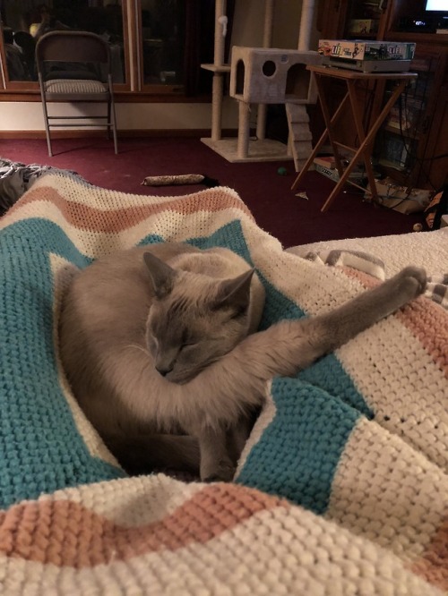 likesomethingblooming: Charlie cannot control his limbs, so here he is sleeping like a pretzel @most