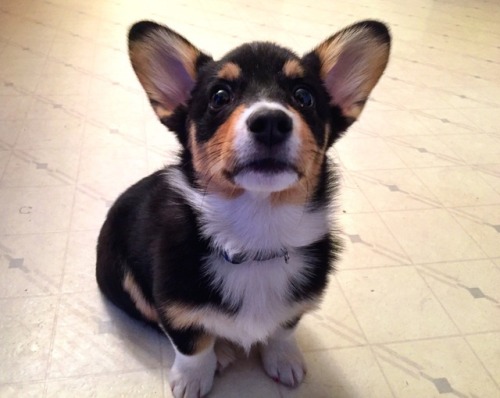 indigothecorgi:A collection of favorites part 1.