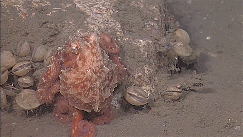 What Makes Octopuses So Awesome?